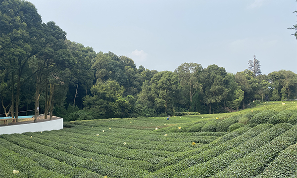 龙坞茶村